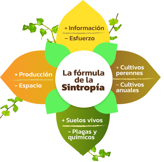 Grafico de Sintropía